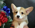 Собаки в других городах Московской области: Вельш корги пемброк рыже-белая девочка без хвостика Девочка, 45 000 руб. - фото 1