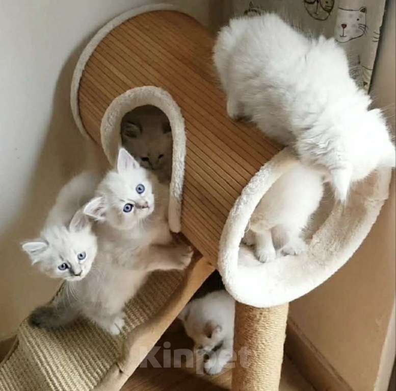 Кошки в Москве: Невские котята Мальчик, 27 000 руб. - фото 1