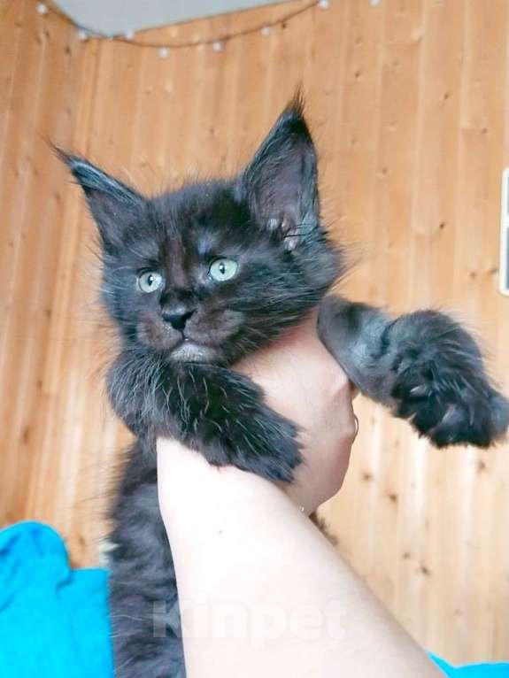 Кошки в Челябинске: 🔥🔥🔥КОТЯТА МЕЙН-КУН ПОЛИДАКТ РЕЗЕРВ ПИТОМНИК Разнополые, Бесплатно - фото 9