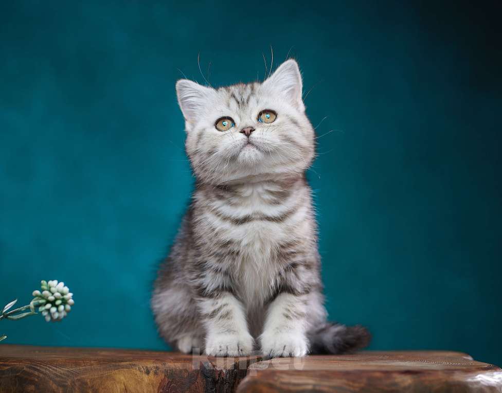 Кошки в Барнауле: Кошечка - страйт Тринити🧡 Девочка, Бесплатно - фото 7