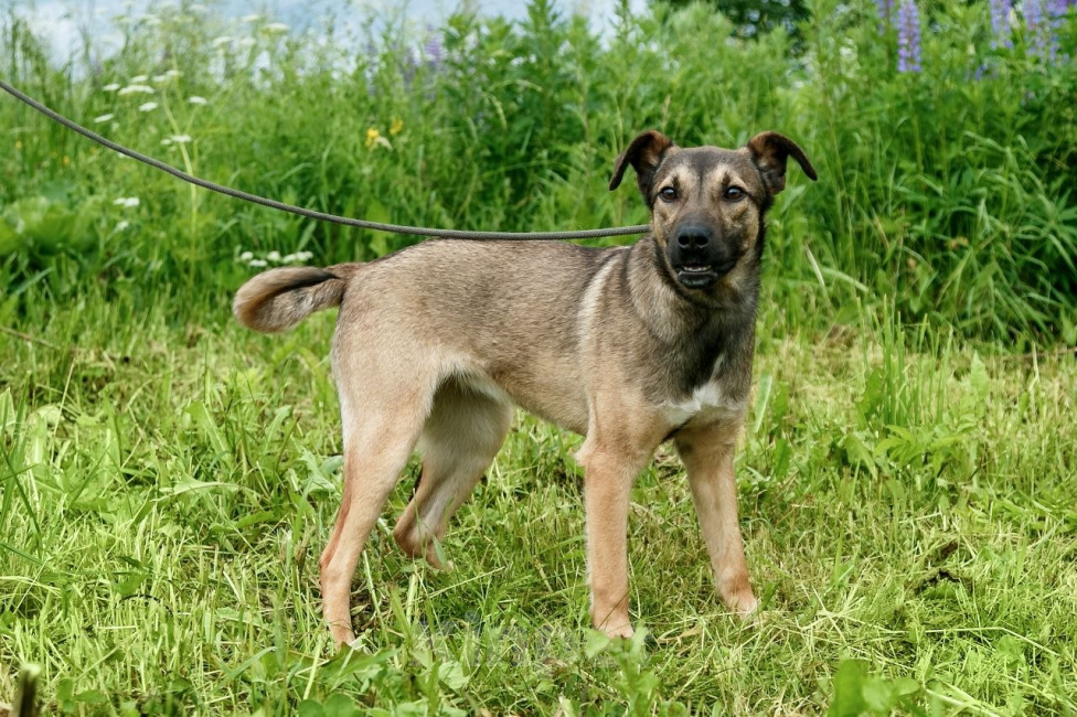 Собаки в Москве: Мишель ищет дом Девочка, Бесплатно - фото 2