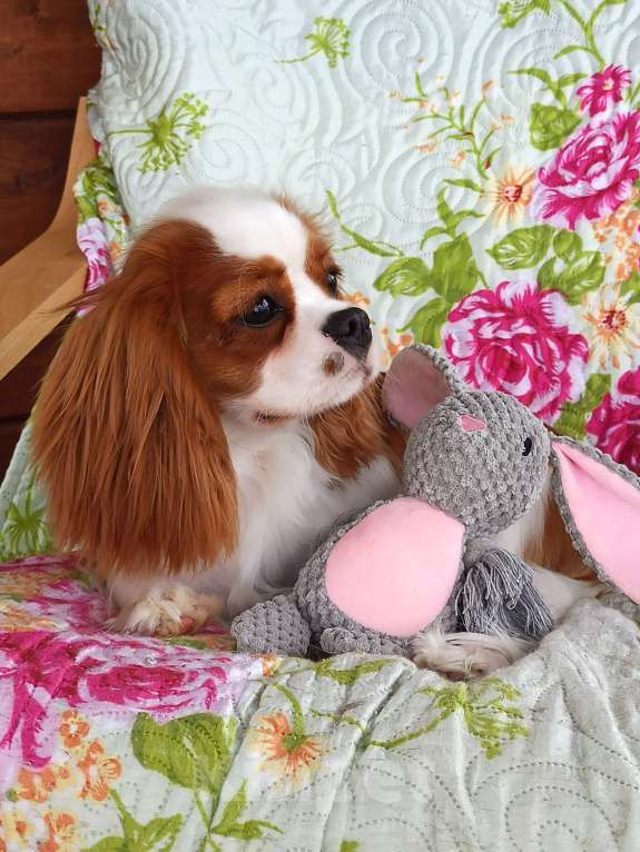 Собаки в других городах Московской области: Подрощенная девочка Девочка, 200 000 руб. - фото 2