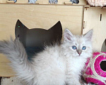 Кошки в Новосибирске: ♀️Ol'kha   Девочка, 45 000 руб. - фото 2