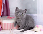 Кошки в Мурином: Британский котик голубого окраса   Мальчик, 30 000 руб. - фото 6