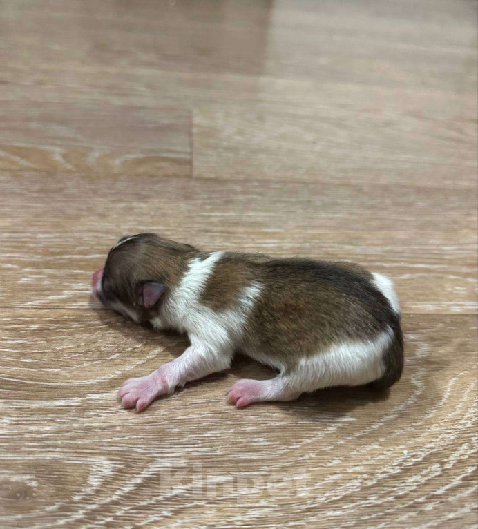 Собаки в Тюмени: Немецкий шпиц щенок мальчик Мальчик, 40 000 руб. - фото 6