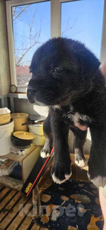 Собаки в Белгороде: Продажа щенков Девочка, 500 руб. - фото 6