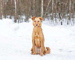 Собаки в Москве: Пинки бывшедомашний срочно ищет дом Мальчик, Бесплатно - фото 8