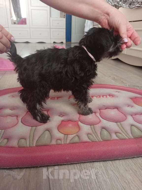 Собаки в Москве: Продам щенка Цвергшнауцера Девочка, 40 000 руб. - фото 8