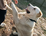 Собаки в других городах Краснодарского края: Алабай (САО) Мальчик, Бесплатно - фото 2