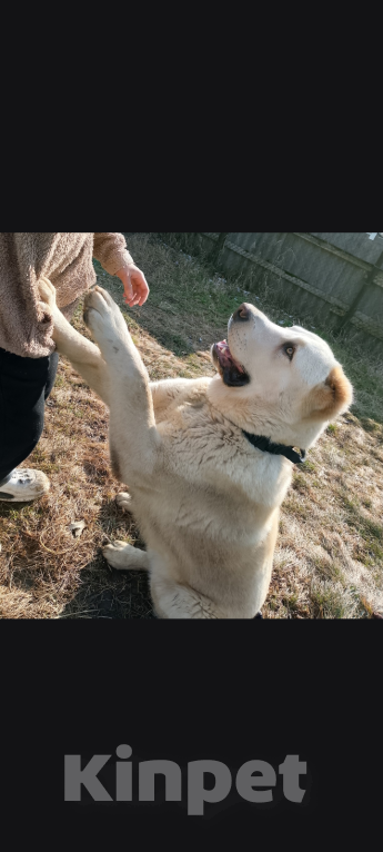 Собаки в других городах Краснодарского края: Алабай (САО) Мальчик, Бесплатно - фото 2