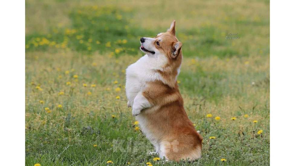 Собаки в Владивостоке: Император на Дальнем Востоке Мальчик, Бесплатно - фото 2