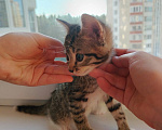 Кошки в Лобне: Котёнок Маргоша 1,5 мес Девочка, Бесплатно - фото 6