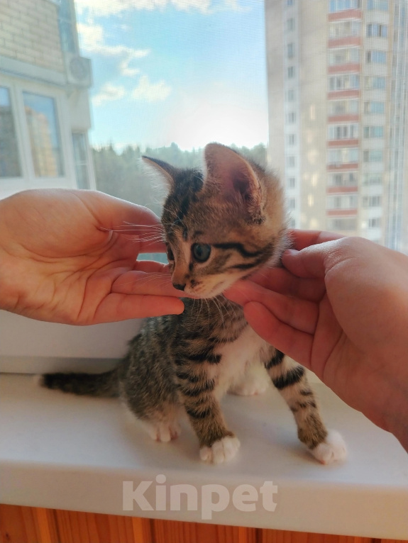 Кошки в Лобне: Котёнок Маргоша 1,5 мес Девочка, Бесплатно - фото 6