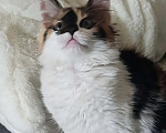 Кошки в Волгограде: Котенок девочка Девочка, Бесплатно - фото 1