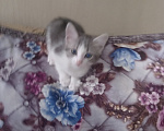 Кошки в Ульяновске: Котята в добрые руки. Девочка, Бесплатно - фото 3