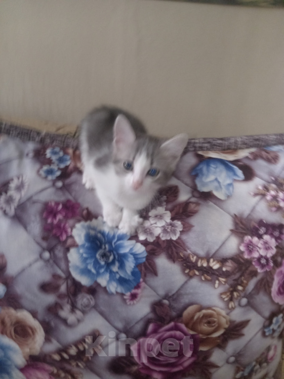 Кошки в Ульяновске: Котята в добрые руки. Девочка, Бесплатно - фото 3