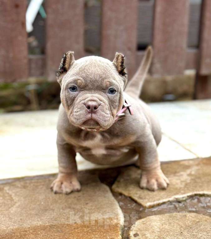 Собаки в других городах Московской области: Американский Булли щенок  Девочка, 140 000 руб. - фото 1