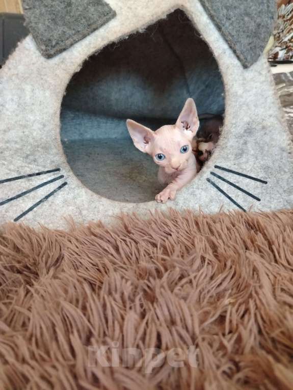 Кошки в Озерах: Продажа котят породы Двельф Мальчик, 30 000 руб. - фото 2