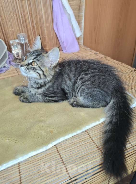 Кошки в Москве: Пушистый котёнок в добрые руки Девочка, Бесплатно - фото 3