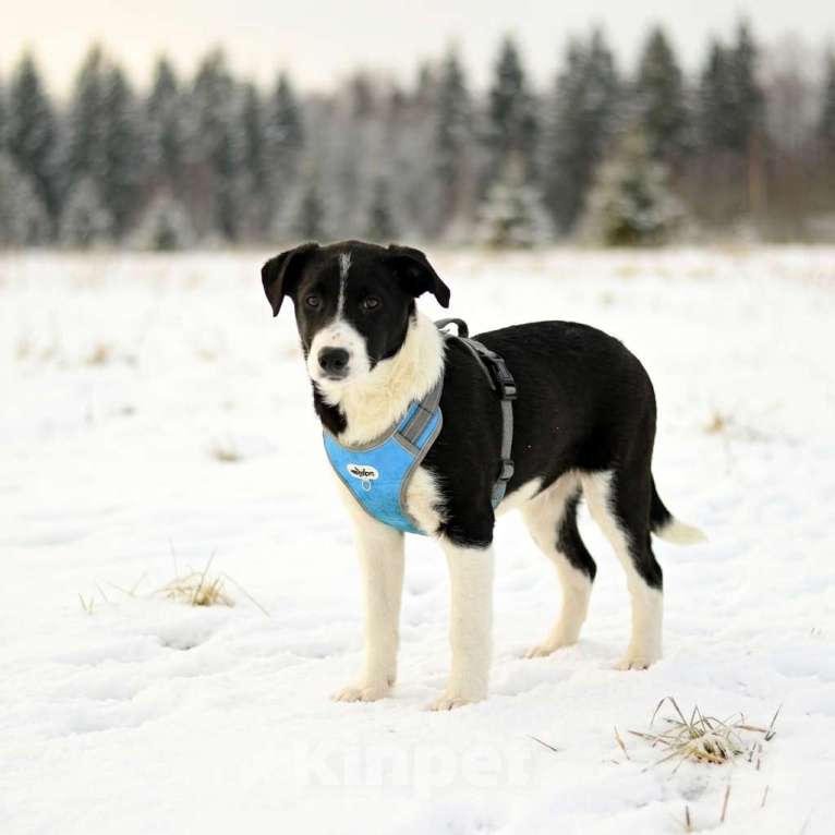 Собаки в Москве: щенок Норд в добрые руки Мальчик, Бесплатно - фото 5