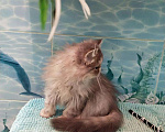 Кошки в Калаче-На-Доне: Персик, 5 000 руб. - фото 4
