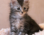 Кошки в Болхове: Мальчик Мейн-Кун Корсар Мальчик, 60 000 руб. - фото 3