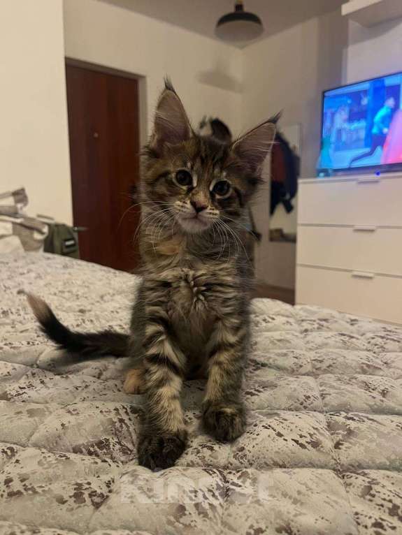 Кошки в Москве: Котята Мейн-Кун Девочка, 20 000 руб. - фото 1