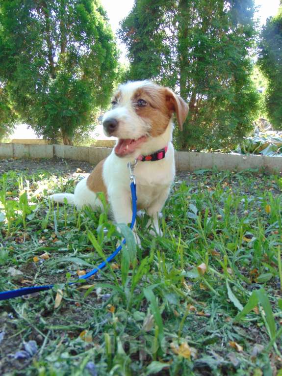 Собаки в Москве: Высокопородный щенок Джек Рассел терьера гладкошерстный Мальчик, Бесплатно - фото 5