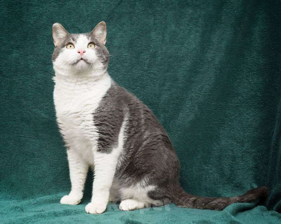 Кошки в Москве: Большой ласковый котик в добрые руки  Мальчик, Бесплатно - фото 2