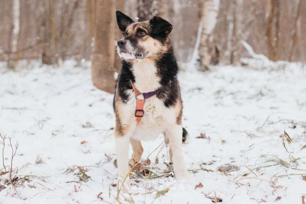 Собаки в Москве: Сью ищет дом Девочка, Бесплатно - фото 5