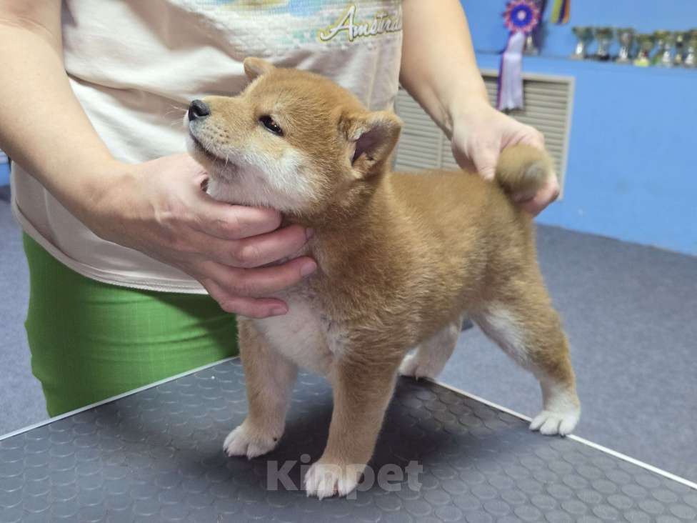 Собаки в Новосибирске: девочка-сиба 2 мес в Новосибирске Девочка, 60 000 руб. - фото 1