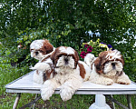 Собаки в Новокузнецке: Кобель ши-тцу Мальчик, 45 000 руб. - фото 3
