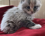 Кошки в Новосибирске: Котенок мейн-кун Девочка, 8 000 руб. - фото 1