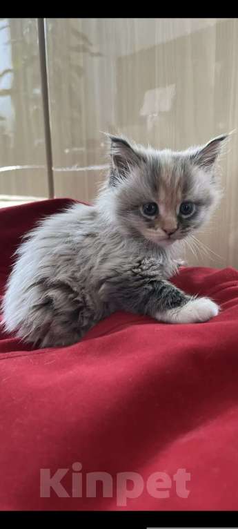 Кошки в Новосибирске: Котенок мейн-кун Девочка, 8 000 руб. - фото 1