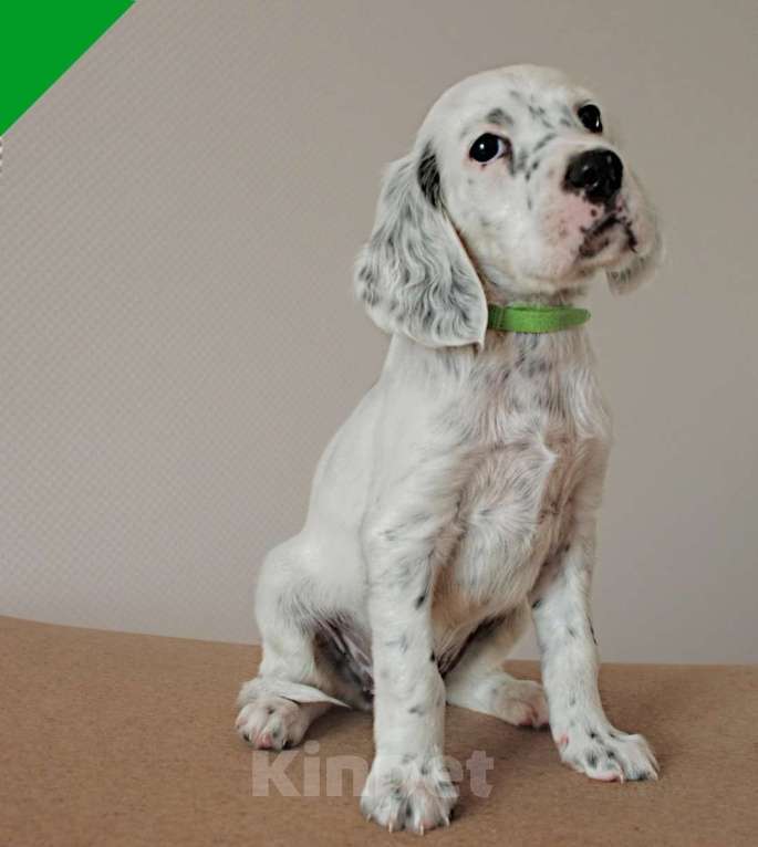 Собаки в Екатеринбурге: АНГЛИЙСКИЕ АРИСТО-СЕТТЕРЫ Девочка, 80 000 руб. - фото 5