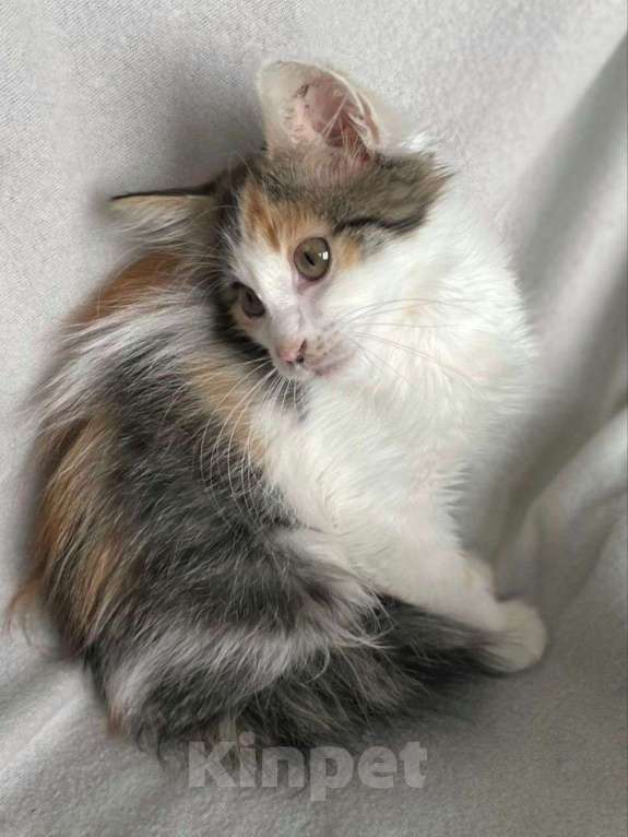 Кошки в Москве: Котенок девочка 2 месяца в дар Девочка, Бесплатно - фото 2