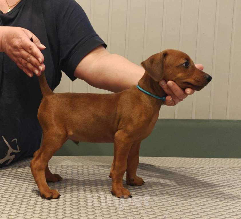 Собаки в других городах Московской области: Продажа щенков немецкого пинчера Мальчик, 64 000 руб. - фото 1