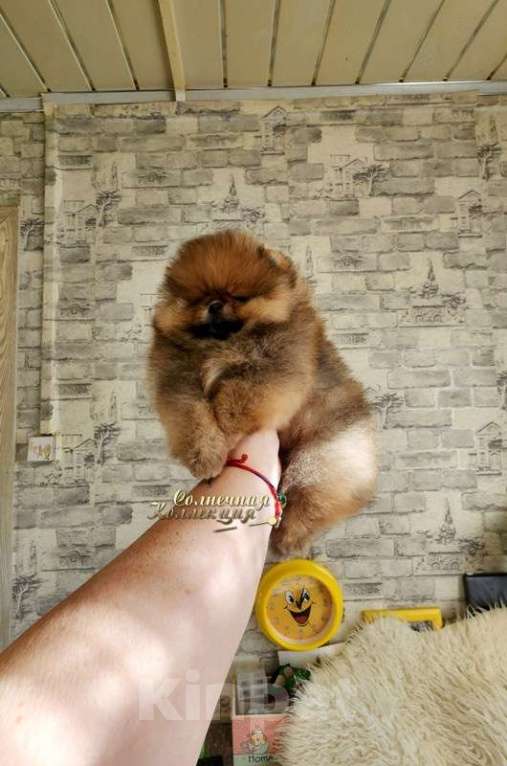 Собаки в Москве: Мини мальчик померанского шпица из племенного питомника Мальчик, Бесплатно - фото 1