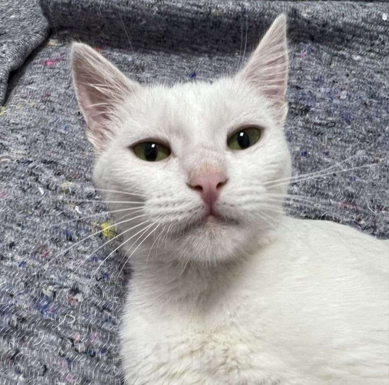 Кошки в Москве: Кошечка Белинда очень любит, когда ее гладят Девочка, Бесплатно - фото 4