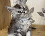 Кошки в Москве: Мейн Кун котята Девочка, 55 000 руб. - фото 5