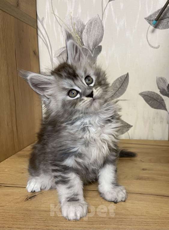 Кошки в Москве: Мейн Кун котята Девочка, 55 000 руб. - фото 5