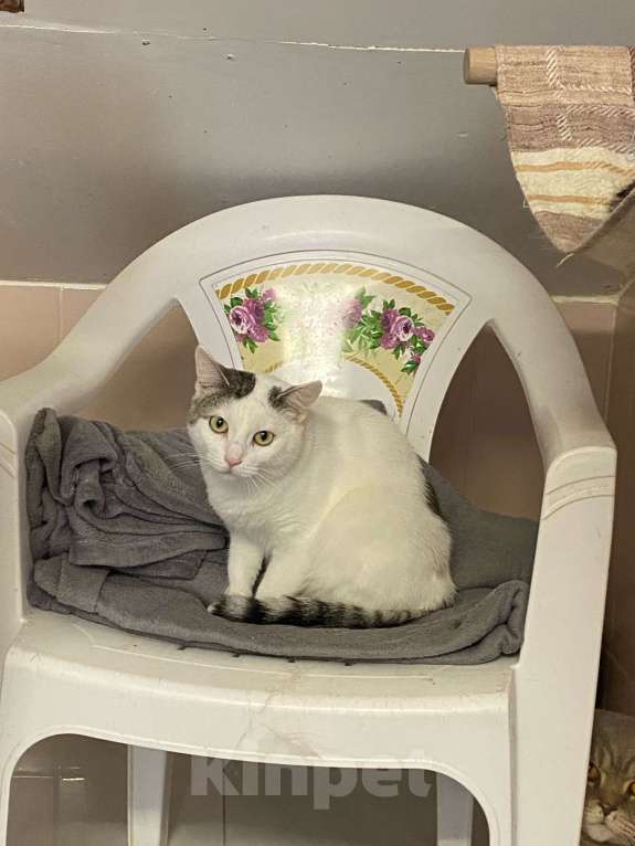 Кошки в Вологде: Паинька Девочка, Бесплатно - фото 5