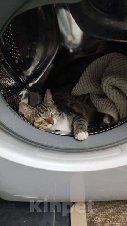 Кошки в Москве: котенок Тася ишет дом Девочка, 10 руб. - фото 8