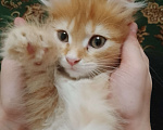 Кошки в Баймаке:  Потерялась кошка имя софа рыжего окраса Девочка, 150 руб. - фото 1