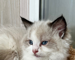 Кошки в Люберцах: Котята породы Регдолл Мальчик, 50 000 руб. - фото 1
