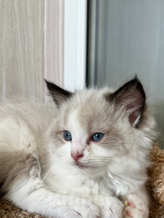 Кошки в Люберцах: Котята породы Регдолл Мальчик, 50 000 руб. - фото 1