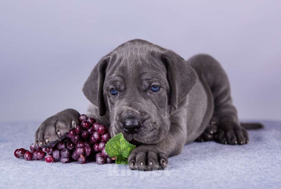 Собаки в Нижнем Новгороде: Немецкий Дог Чемпион Моего Сердца (Жёлтая лента) Мальчик, 100 000 руб. - фото 4