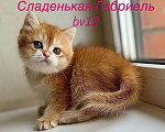 Кошки в Оренбурге: Котята британские золотые шиншиллы Разнополые, Бесплатно - фото 1