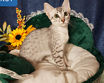 Кошки в Санкт-Петербурге: Мальчик редкой породы Египетская мау  Мальчик, Бесплатно - фото 4