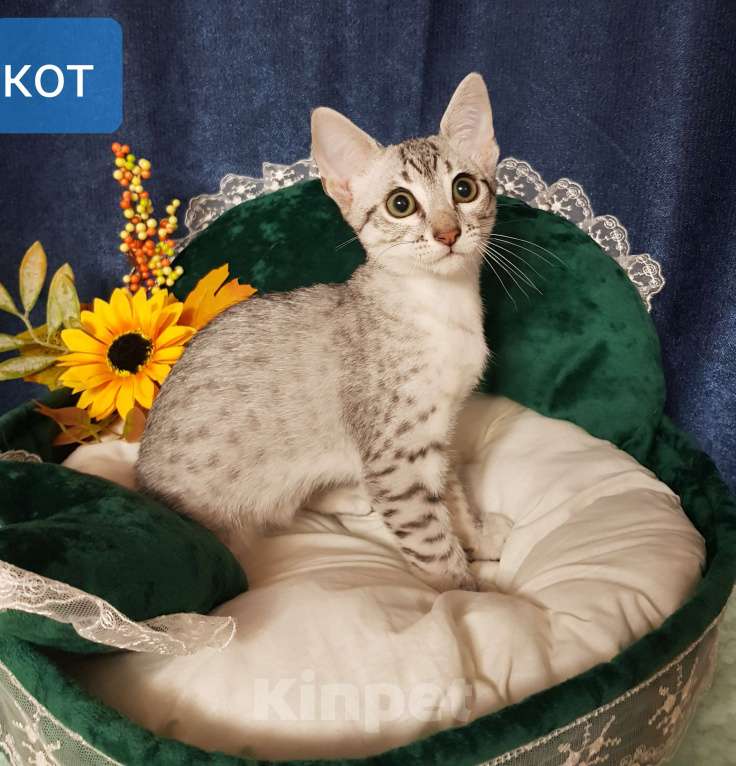 Кошки в Санкт-Петербурге: Мальчик редкой породы Египетская мау  Мальчик, Бесплатно - фото 4